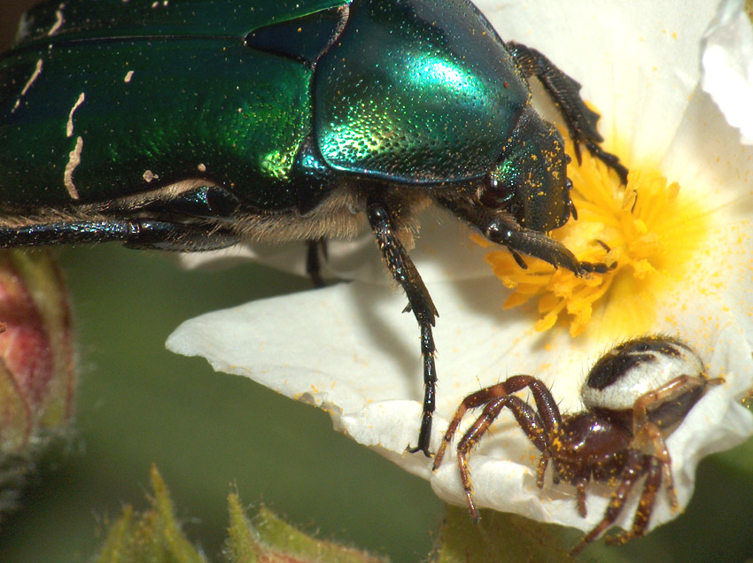 altre macro da compatta